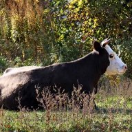 Disinterested Cow