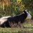 Disinterested Cow